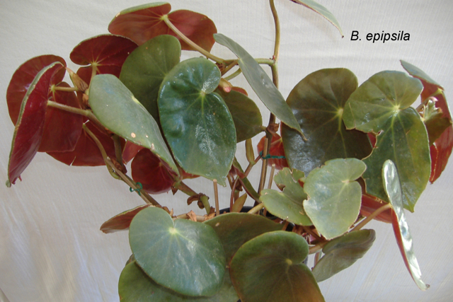 B. epipsila